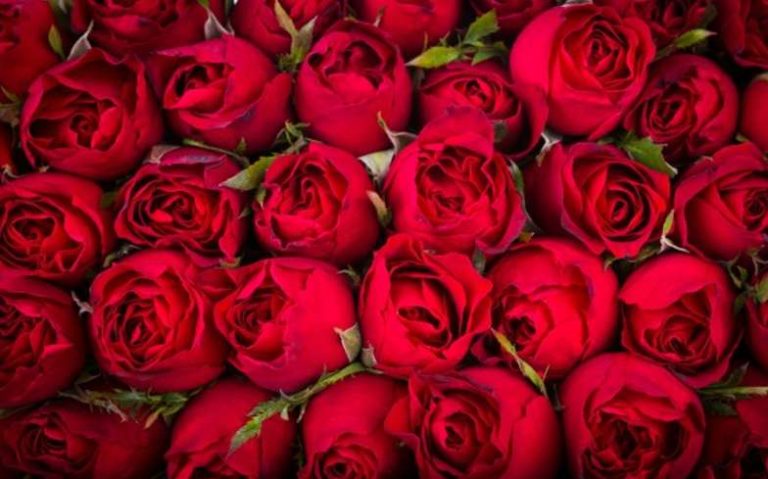 Different Flowers with Deep Meanings You Need to Know
