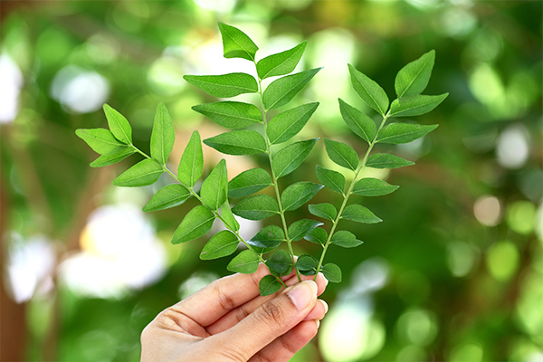 Revitalize Your Hair with the Power of Onion Juice and Curry Leaves